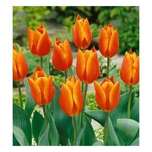  Tulip   Triumph   Veronique Sanson Patio, Lawn & Garden
