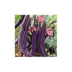  Royalty Purple Podded Snap Bush Bean Patio, Lawn & Garden
