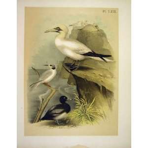   Gannet Tern Scaup Studer Jasper Birds Of America 1878