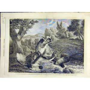  1858 Fox Pheasant Fine Art Beauvarlet French Print