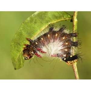  Moth Caterpillar (Eacles Masoni Tyrannus) 3rd Instar Brown 