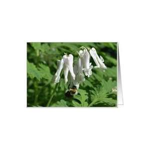  Bumble Bee Columbine Flower Photo Blank Note Card Card 