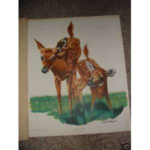  White Tailed Fawns by Gene Gray Limited Ed. Print 