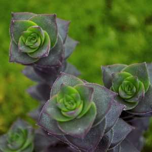  Crassula perforata   Necklace Vine, String of Buttons 