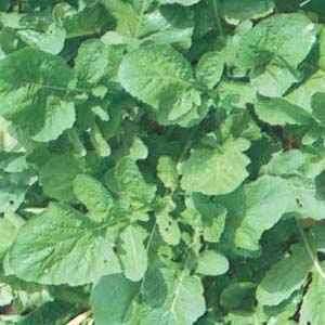 Arugula Herb/Vegetable Seeds *Peppery Salad Greens*  