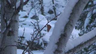 DVD Pacific Northwest Mountain Ambient Relaxing Video  