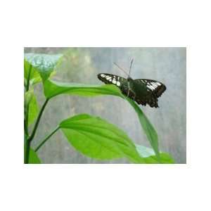 Black Butterfly, Academy of Science, San Francisco   Framed Photo Art 