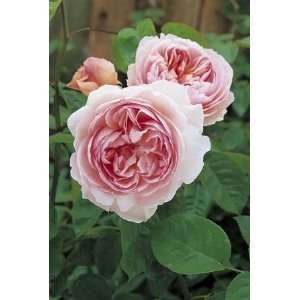  Gentle Hermione (Rosa English Rose)   Bare Root Rose 