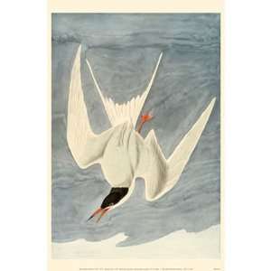  Common Tern Poster