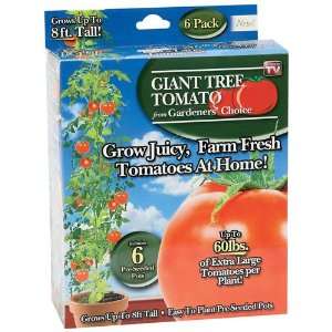   Tree Tomato 6 Pre Seeded Pots Start Indoor Outdoor Full Season Growing