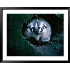  North American Badger (Melinae) In Captivity, Toronto Zoo, Toronto 