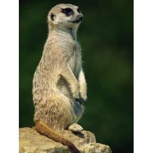 Meerkat on Look Out, Marwell Zoo, Hampshire, England, United Kingdom 