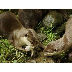 Adult Asian Short Clawed River Otter Shows Newborn to Sibling Premium 