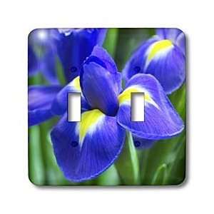  Florene Flower   Purple Iris Closeup   Light Switch Covers 