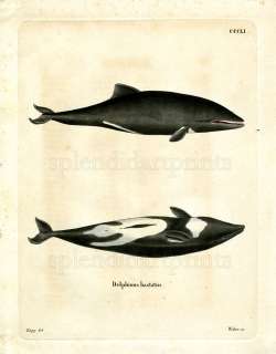 1775 SCHREBER FANTASTIC BEASTS #351 Heavisides Dolphin  