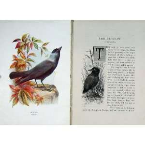  1901 Swaysland Wild Birds Jackdaw Rook Colour Print