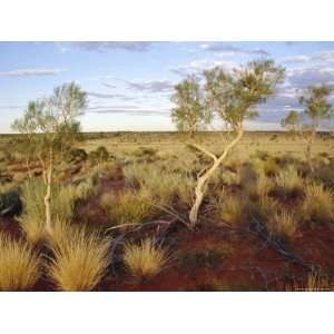 Red Centre Landscape Near Uluru, Yulara, Northern Territory, Australia 