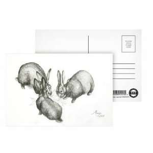  Rabbits, 2005 (pencil on paper) by Jeanne Maze   Postcard 