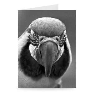  A close up of a parrot at Twycross zoo,   Greeting Card 