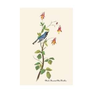  Black Throated Blue Warbler 20x30 poster