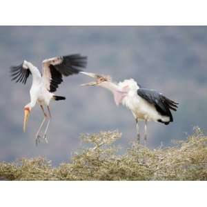  Yellow Billed Stork and a Marabou Stork Fighting over a 