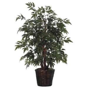  Potted Natural Ming Aralia Tree in Green Patio, Lawn & Garden