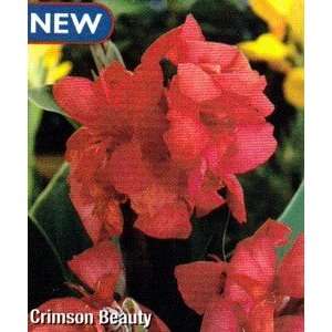  Crimson Beauty Canna 2 Roots  Gorgeous   NEW TOO Patio 