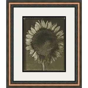 Sunflower by Tom Baril   Framed Artwork