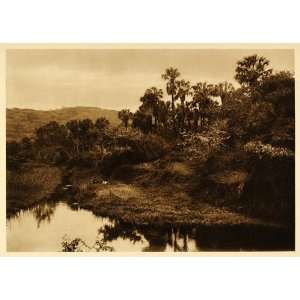  1925 Palm Trees Tamasopo Landscape Mexico Photogravure 