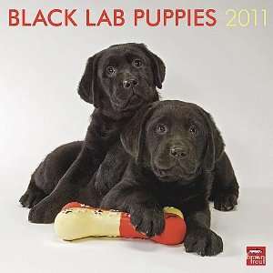 Black Labrador Retriever Puppies 2011 Wall Calendar 