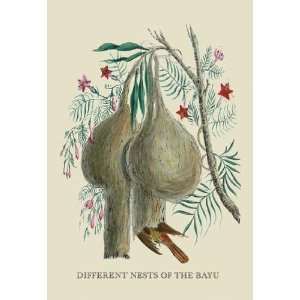   By Buyenlarge Different Nests of the Bayu 24x36 Giclee