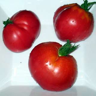 Anna Russian Oxheart Tomato   20 Seeds   Heirloom  