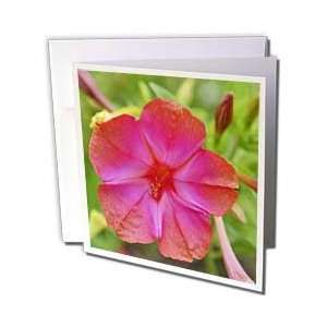  WhiteOak Photography Floral Prints   Peachy Color Wild Geranium 