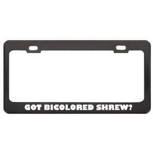 Got Bicolored Shrew? Animals Pets Black Metal License Plate Frame 