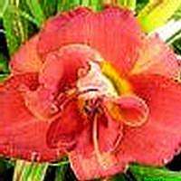 ON THE DOUBLE DAYLILY   DF   REBLOOMER  