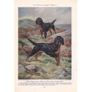  1947 Gordon Setters   Born Hunters The Bird Dogs   Vintage 