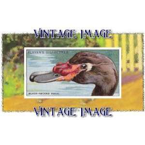  Fridge Magnet Bird Black Necked Swan Vintage Image