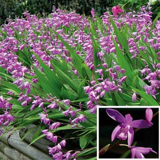 Big Bob Hardy Chinese Orchid   Bletilla   3 Pot  