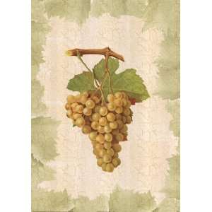  Antique Grapes   Terret Blanc by Viala 14x19