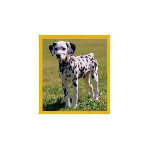  New Magnetic Bookmark Dalmatian Puppy High Quality Modern 