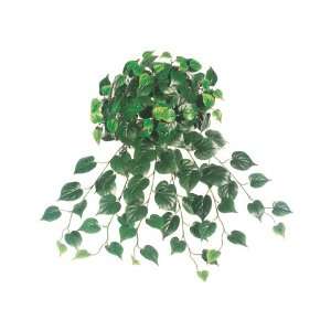  25 Philodendron Hanging Bush w/168 Lvs. Green (Pack of 36 