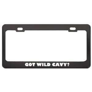 Got Wild Cavy? Animals Pets Black Metal License Plate Frame Holder 