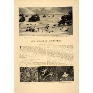  1906 Article Shore Bird Plover Herbert Job Curlew Nest 