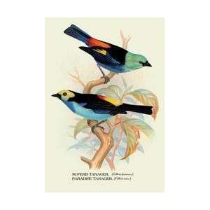  Superb Tanager Paradise Tanager 24x36 Giclee