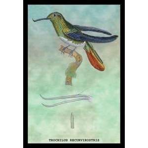  Vintage Art Hummingbird Trochilus Recurvirostris   15243 