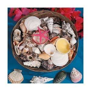  12 Basket Of Assorted Seashells   Bulk Toys & Games