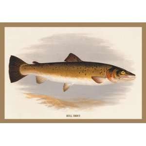    Buyenlarge 15577 9P2030 Bull Trout 20x30 poster