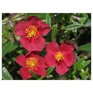 ROCK ROSE BURGUNDY DAZZLER / four inch Potted Patio 