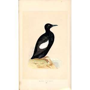    H/C British Birds 1St Ed Morris Black Guillemot