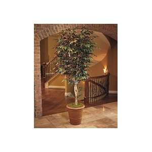  Trim Silk Capensia Tree   8ft